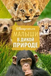 Постер Малыши в дикой природе