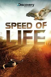 Постер Discovery: Скорость жизни 2010