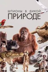 Постер Шпионы в дикой природе 2017