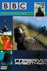 Постер BBC: Глазами животных 2004