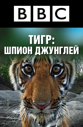 BBC: Тигр – шпион джунглей 2008 постер