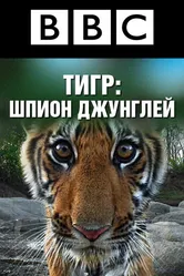 Постер BBC: Тигр – шпион джунглей 2008