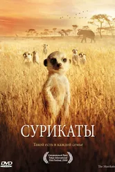 Постер Сурикаты 2007