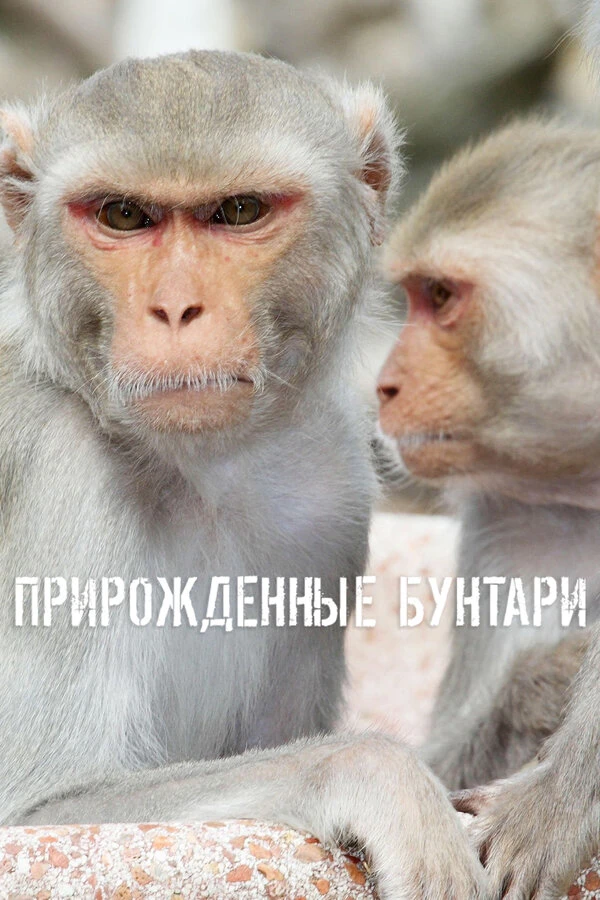 Прирожденные бунтари 2018 постер