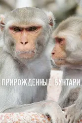 Постер Прирожденные бунтари 2018