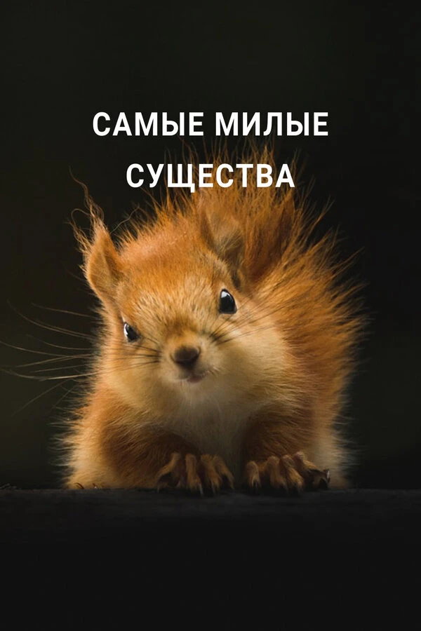 Самые милые существа 2021 постер