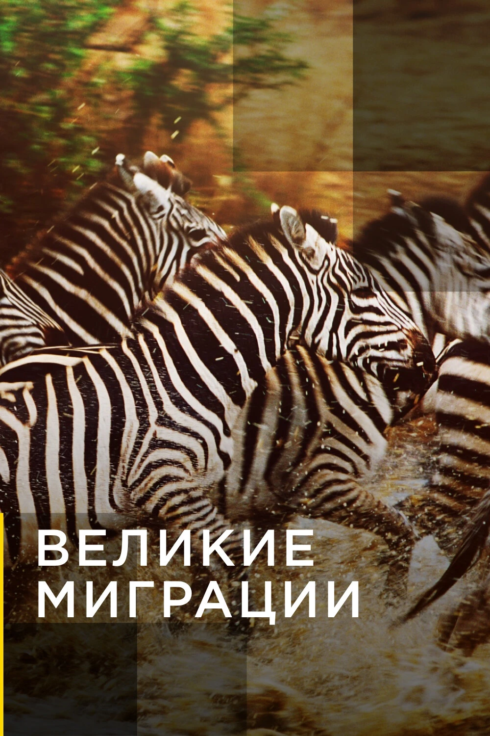 Великие миграции 2010 постер