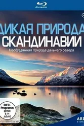 Постер Дикая природа Скандинавии 2011